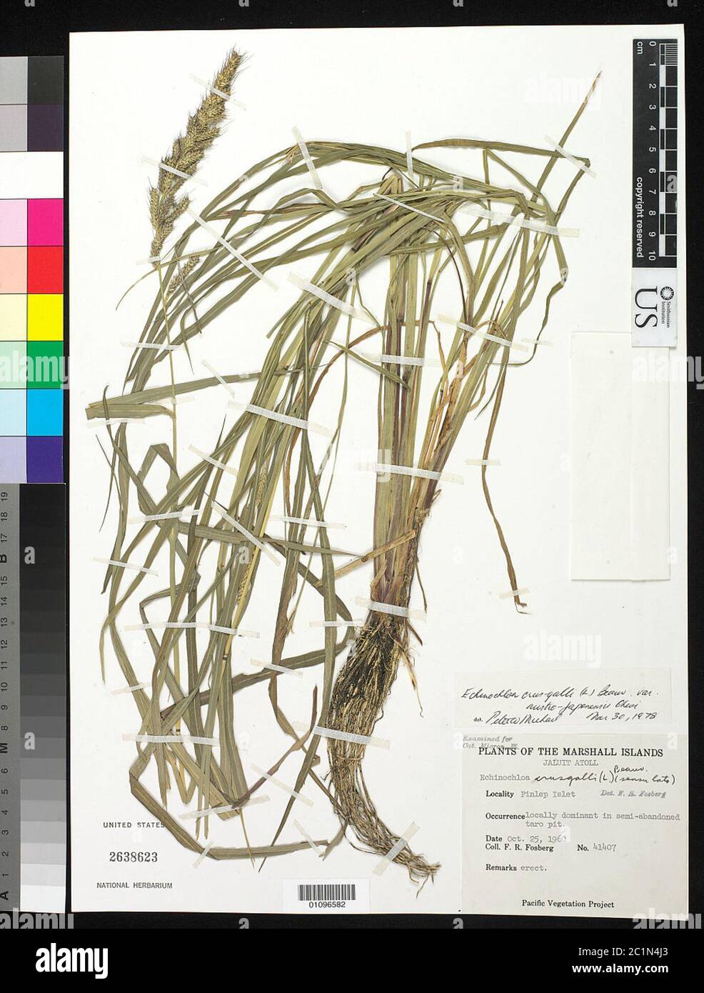 Echinochloa crusgalli var austrojaponensis Ohwi Echinochloa crusgalli var austrojaponensis Ohwi. Stock Photo