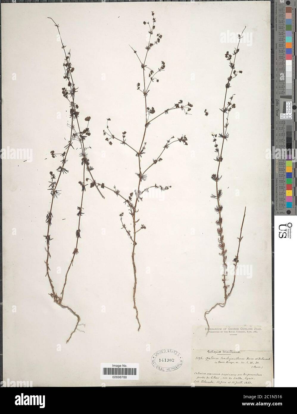 Galium trachyanthum Boiss Hohen Galium trachyanthum Boiss Hohen. Stock Photo