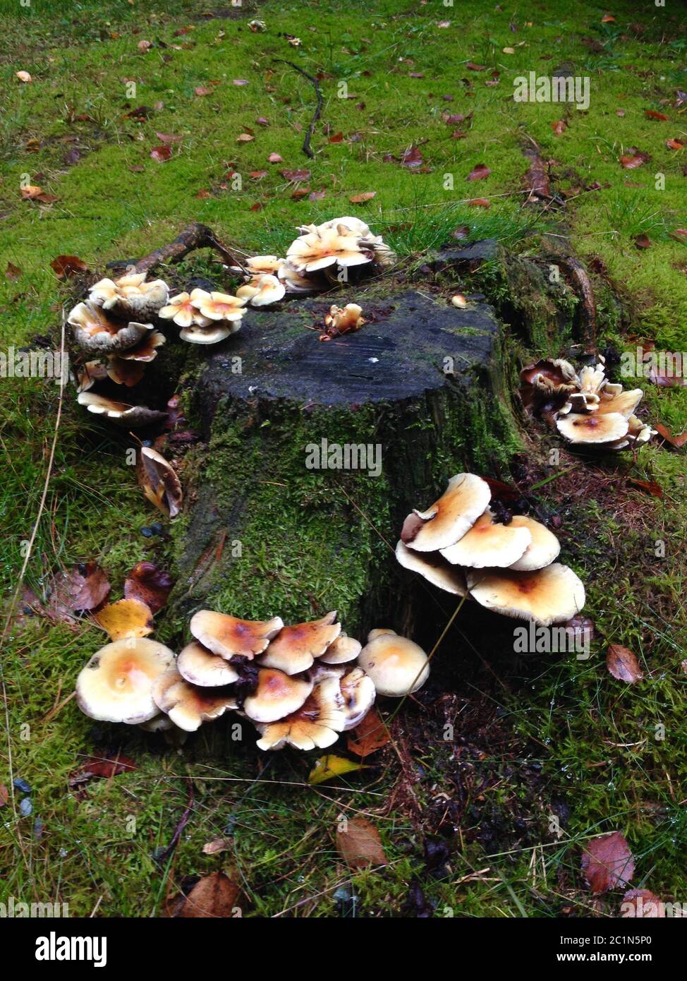 Edible mushrooms growing on stump hires stock photography and images