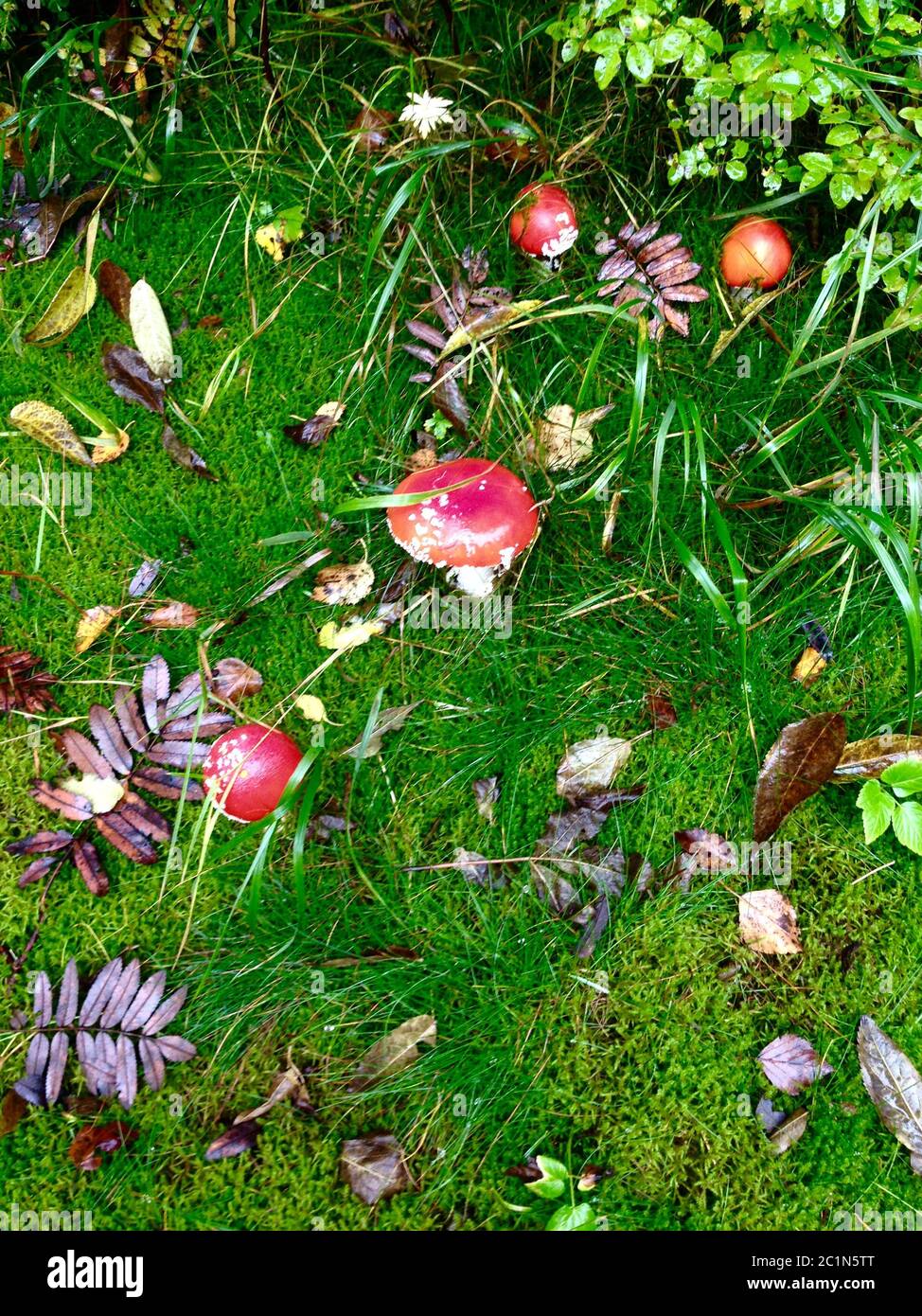 beautiful toadstools on a meadow in the forest in autumn Stock Photo
