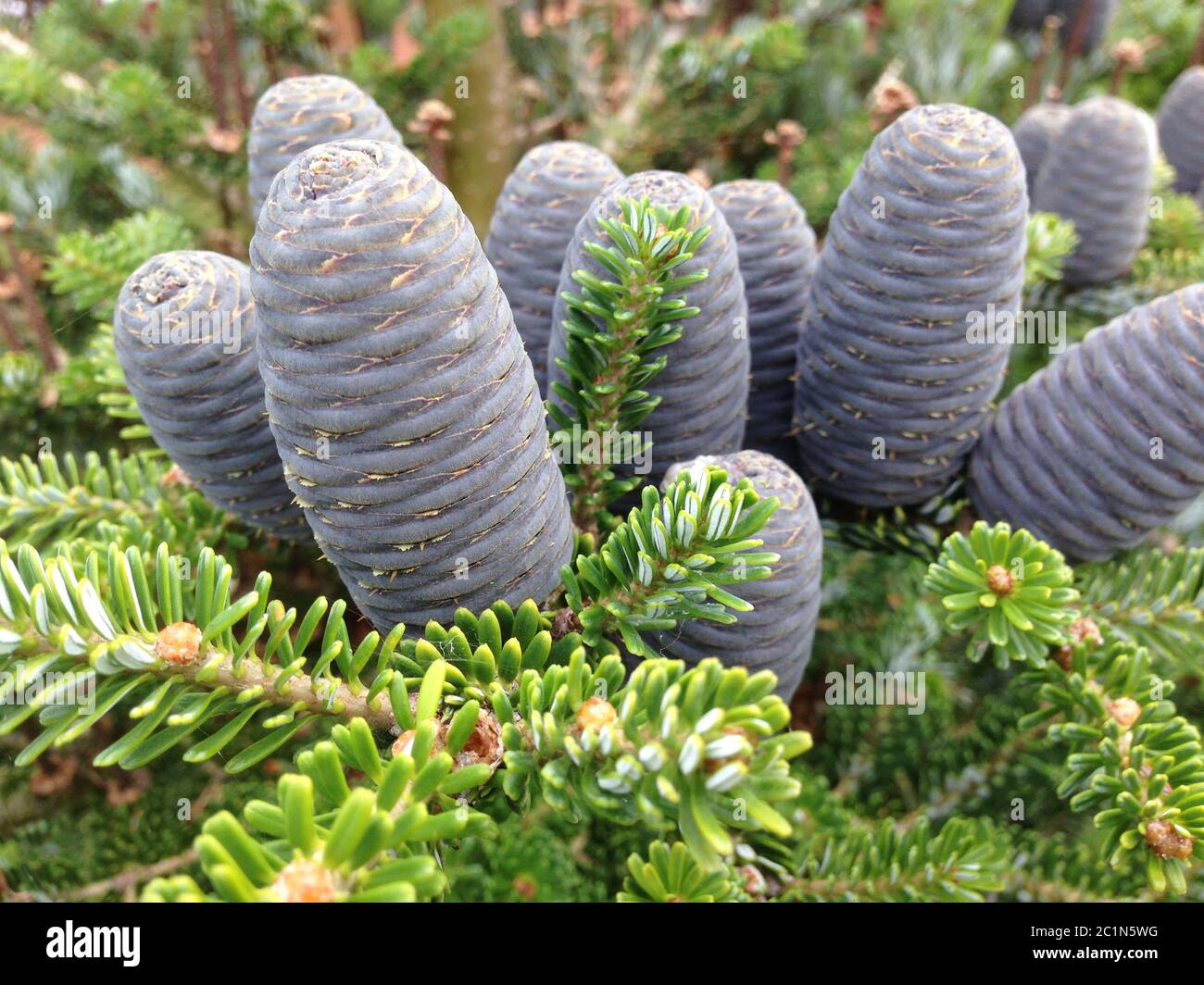 fresh green fir cones on a twig Stock Photo