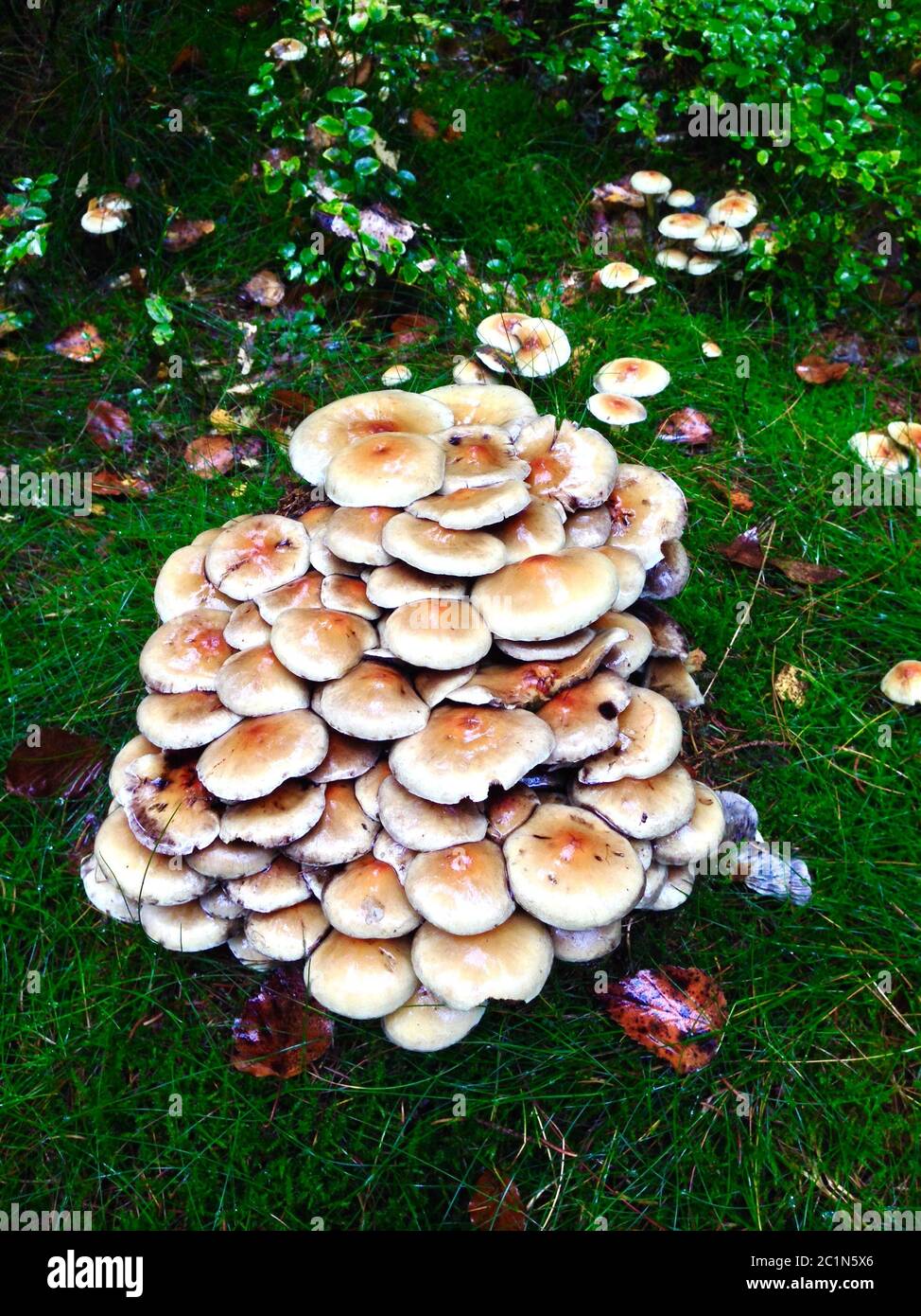 brown mushrooms on a tree stump in the forest Stock Photo - Alamy