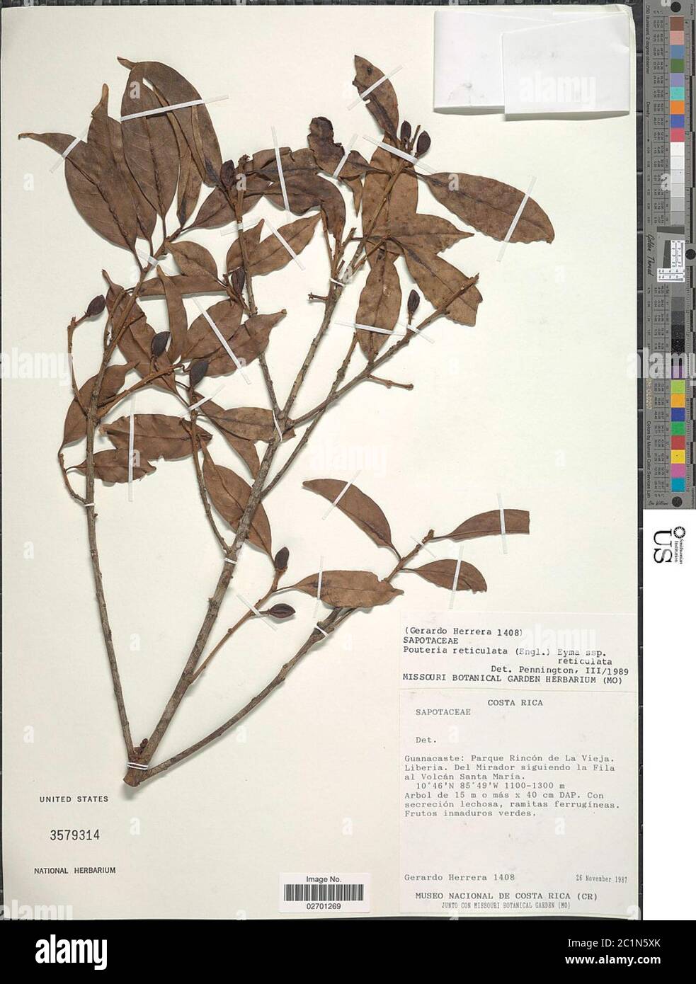 Pouteria reticulata Engl Eyma Pouteria reticulata Engl Eyma. Stock Photo