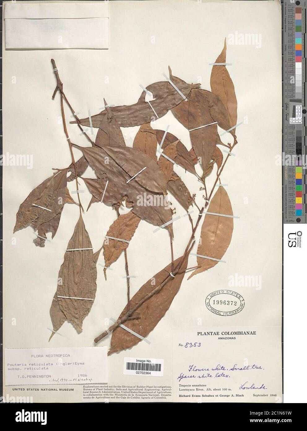 Pouteria reticulata Engl Eyma subsp reticulata Pouteria reticulata Engl