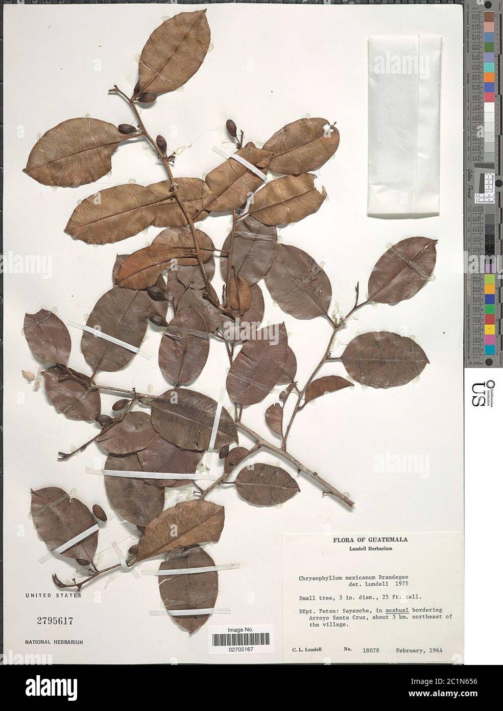 Chrysophyllum mexicanum Brandegee ex Standl Chrysophyllum mexicanum Brandegee ex Standl. Stock Photo