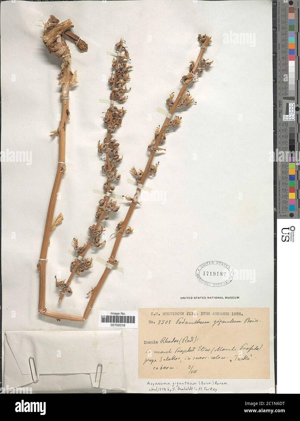 Phyteuma giganteum Boiss Nyman Phyteuma giganteum Boiss Nyman. Stock Photo