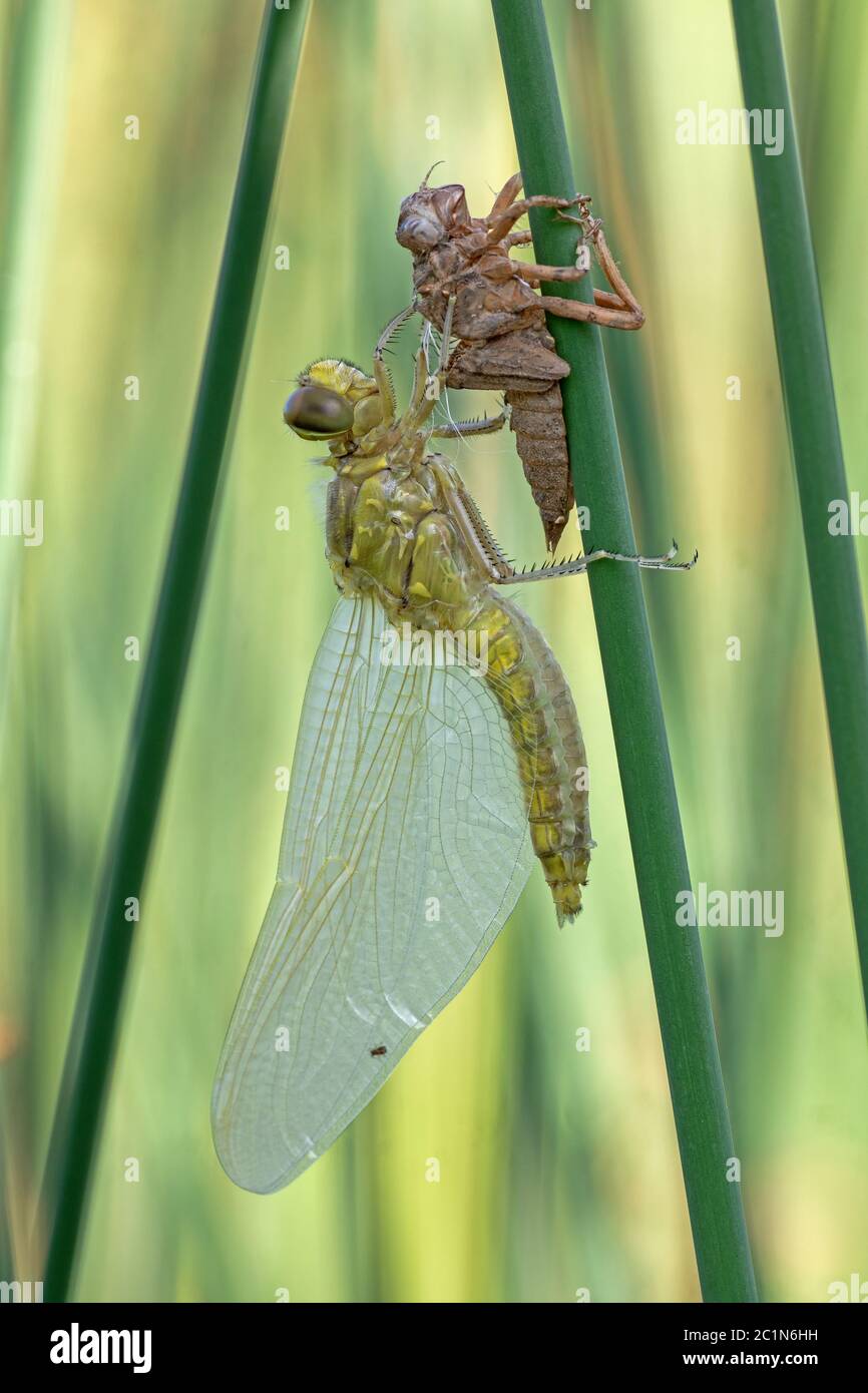 Freshly hatched Stock Photo