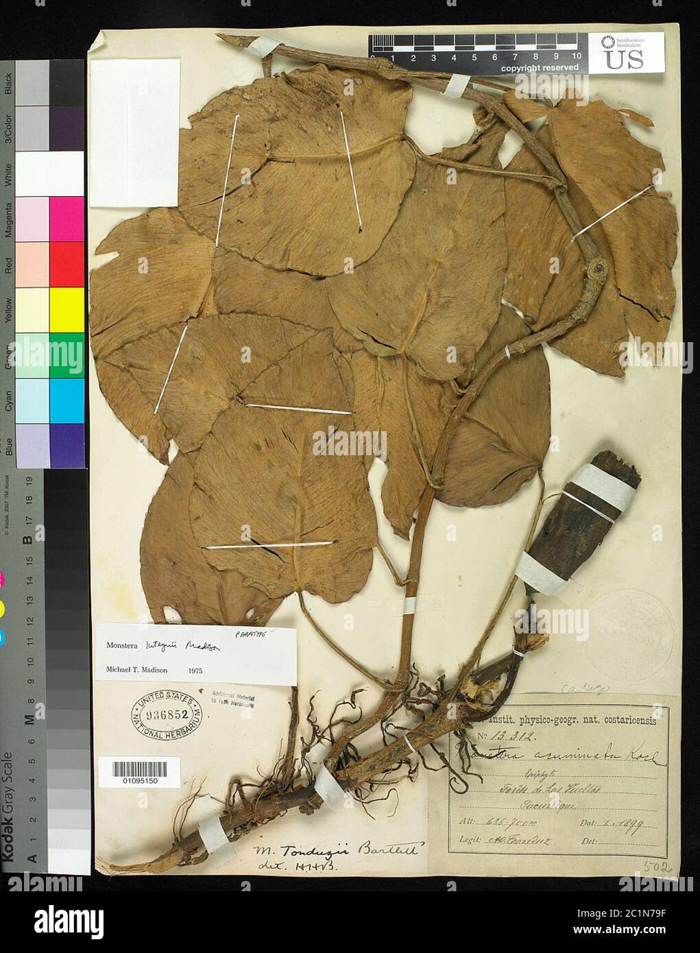 Genus monstera hi-res stock photography and images - Alamy