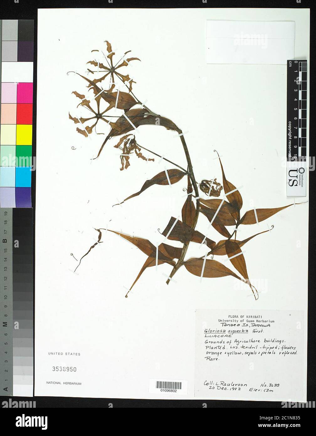 Gloriosa superba L Gloriosa superba L Stock Photo Alamy