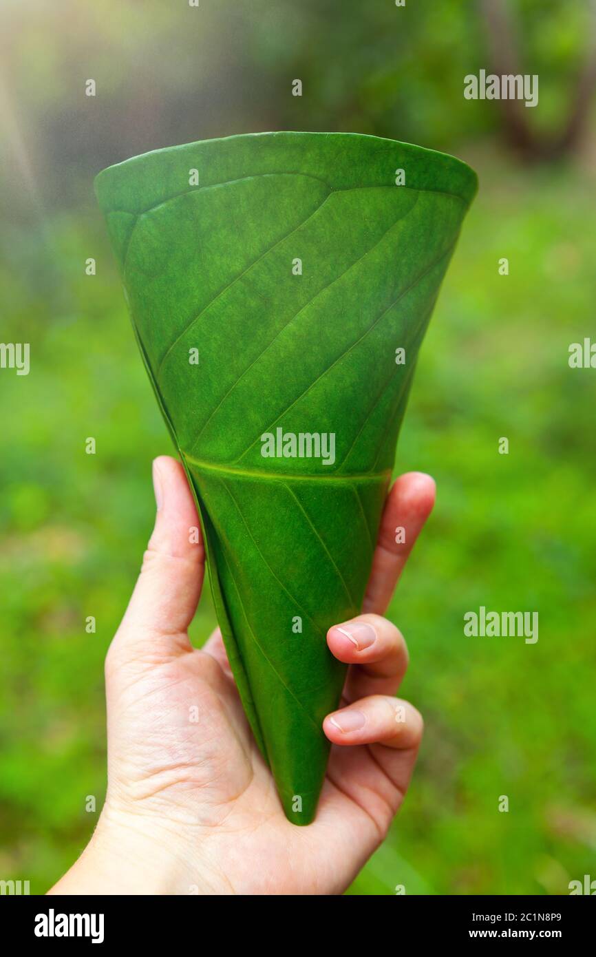 Ecologic cup made from leaves Stock Photo