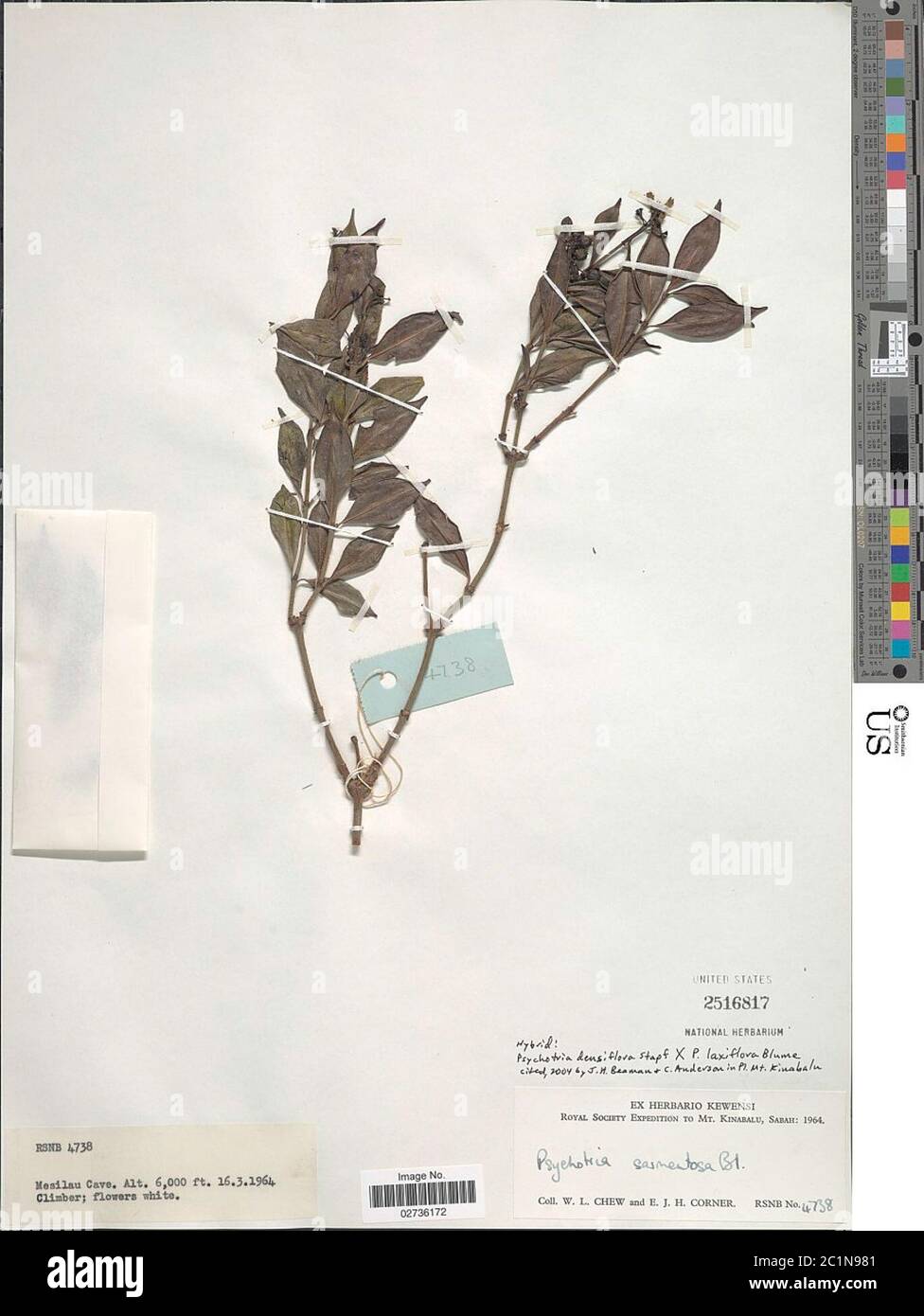 Psychotria densiflora Humb Bonpl ex Schult Psychotria densiflora Humb Bonpl ex Schult. Stock Photo