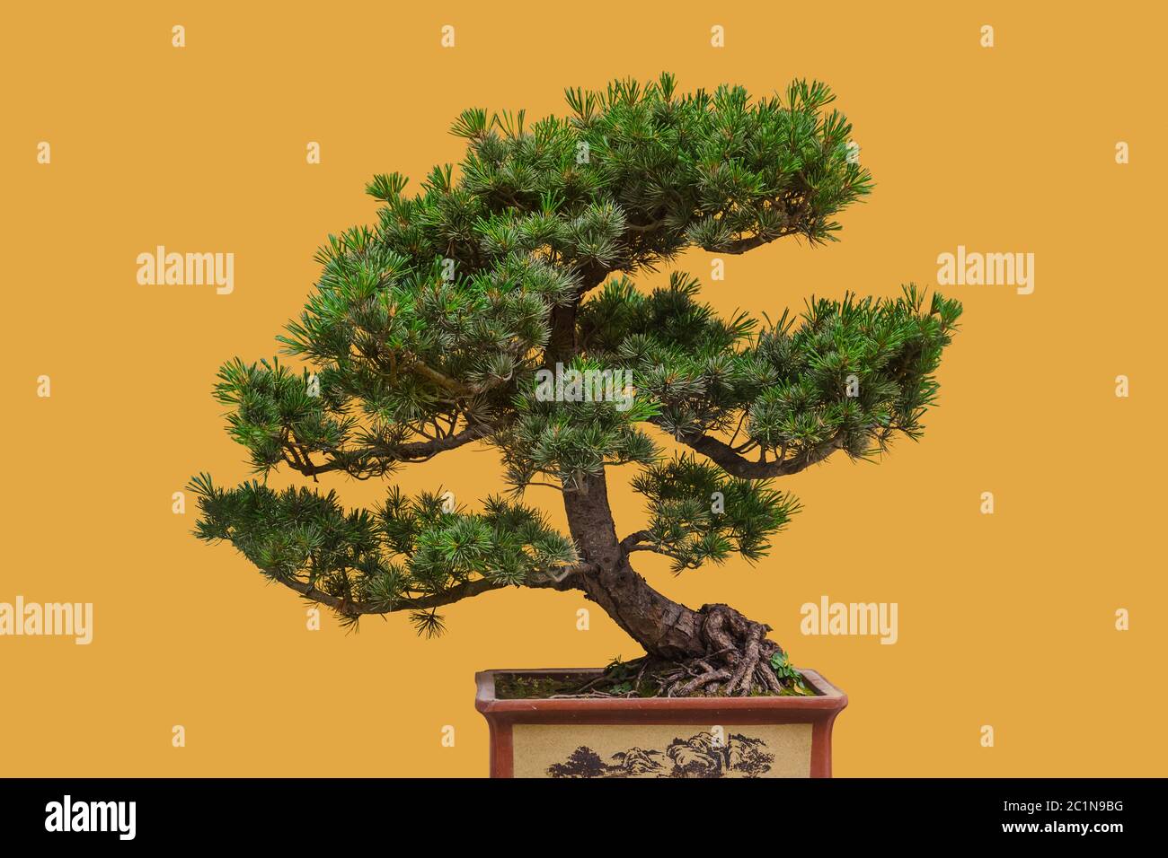 Bonsai tree on yellow background Stock Photo