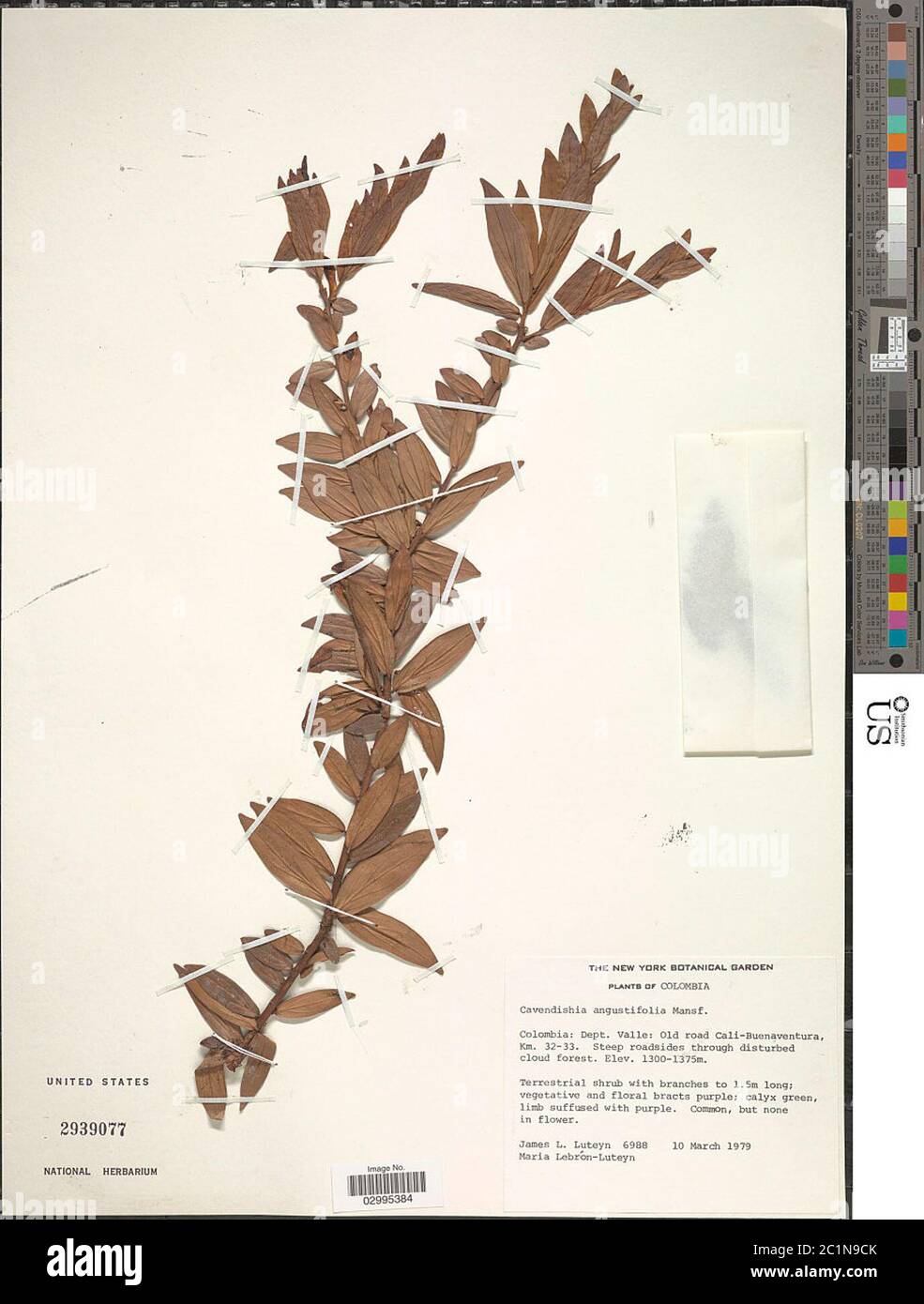 Cavendishia angustifolia Mansf Cavendishia angustifolia Mansf. Stock Photo