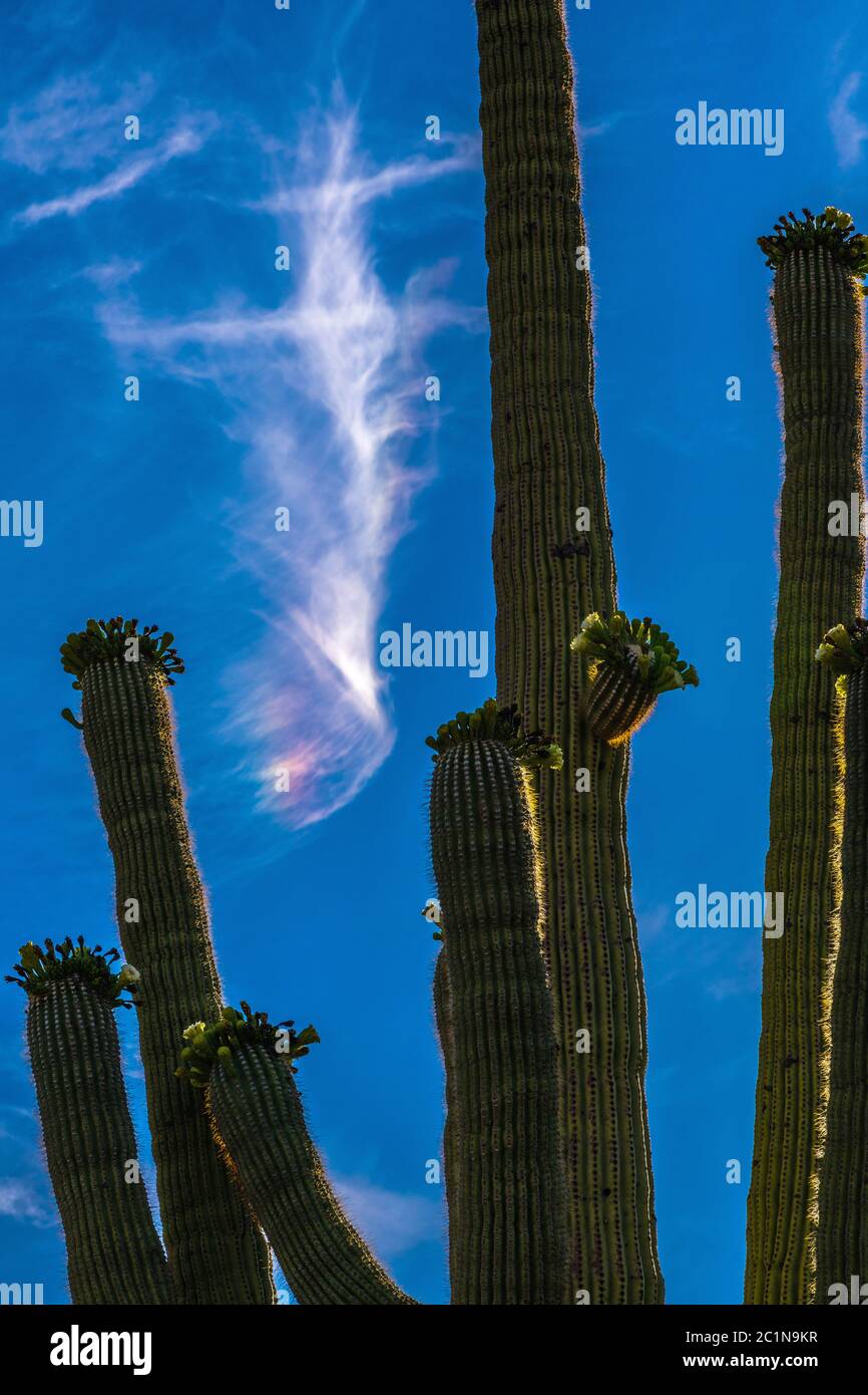 A sun dog shines over blooming saguaro cactus in May in Ironwood Forest National Monument, Sonoran Desert, Arizona, USA. Stock Photo