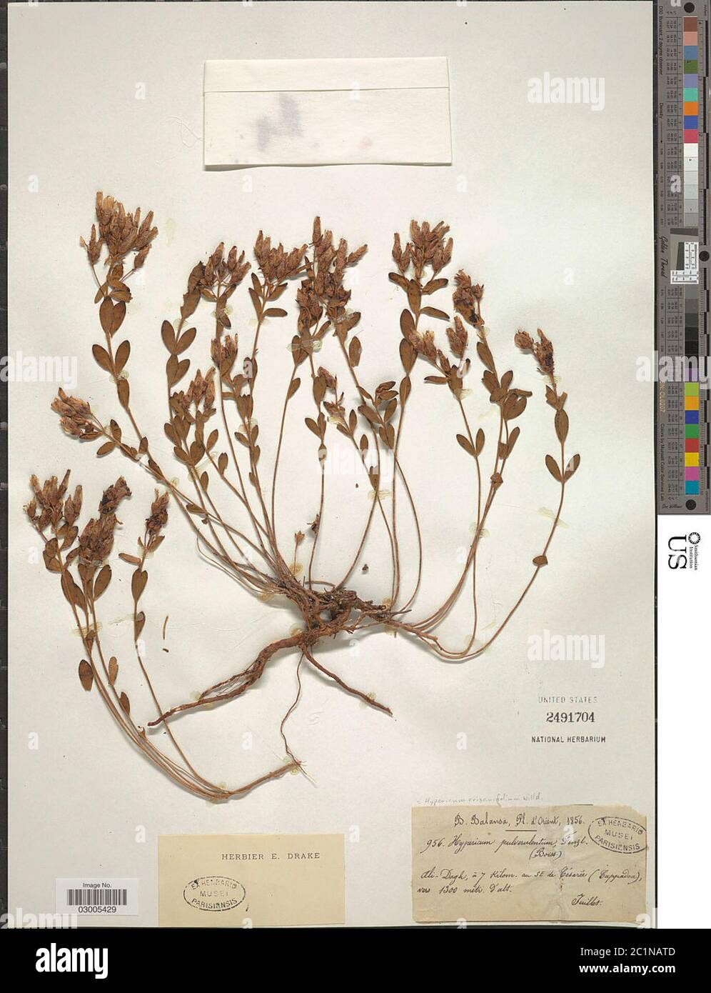 Hypericum origanifolium Willd Hypericum origanifolium Willd. Stock Photo
