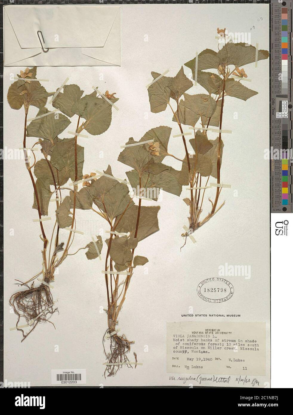 Viola canadensis L Viola canadensis L Stock Photo - Alamy