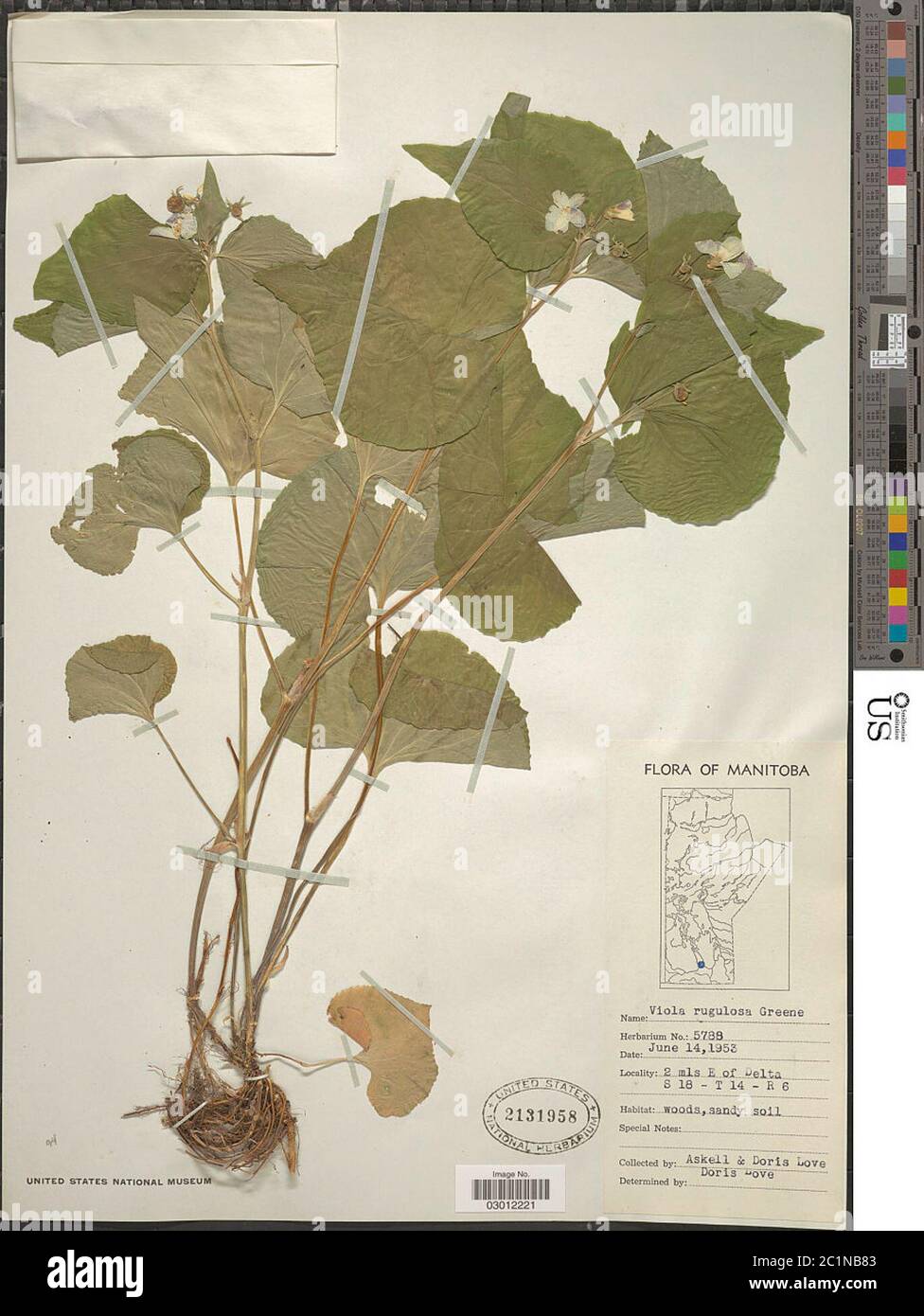 Viola canadensis L Viola canadensis L Stock Photo - Alamy
