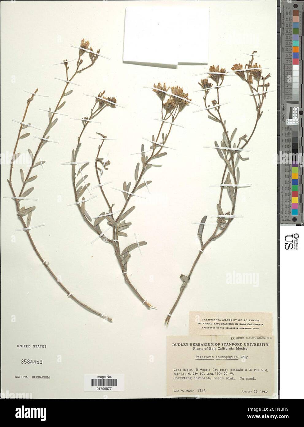 Palafoxia linearis var leucophylla A Gray IM Johnst Palafoxia linearis var leucophylla A Gray IM Johnst. Stock Photo