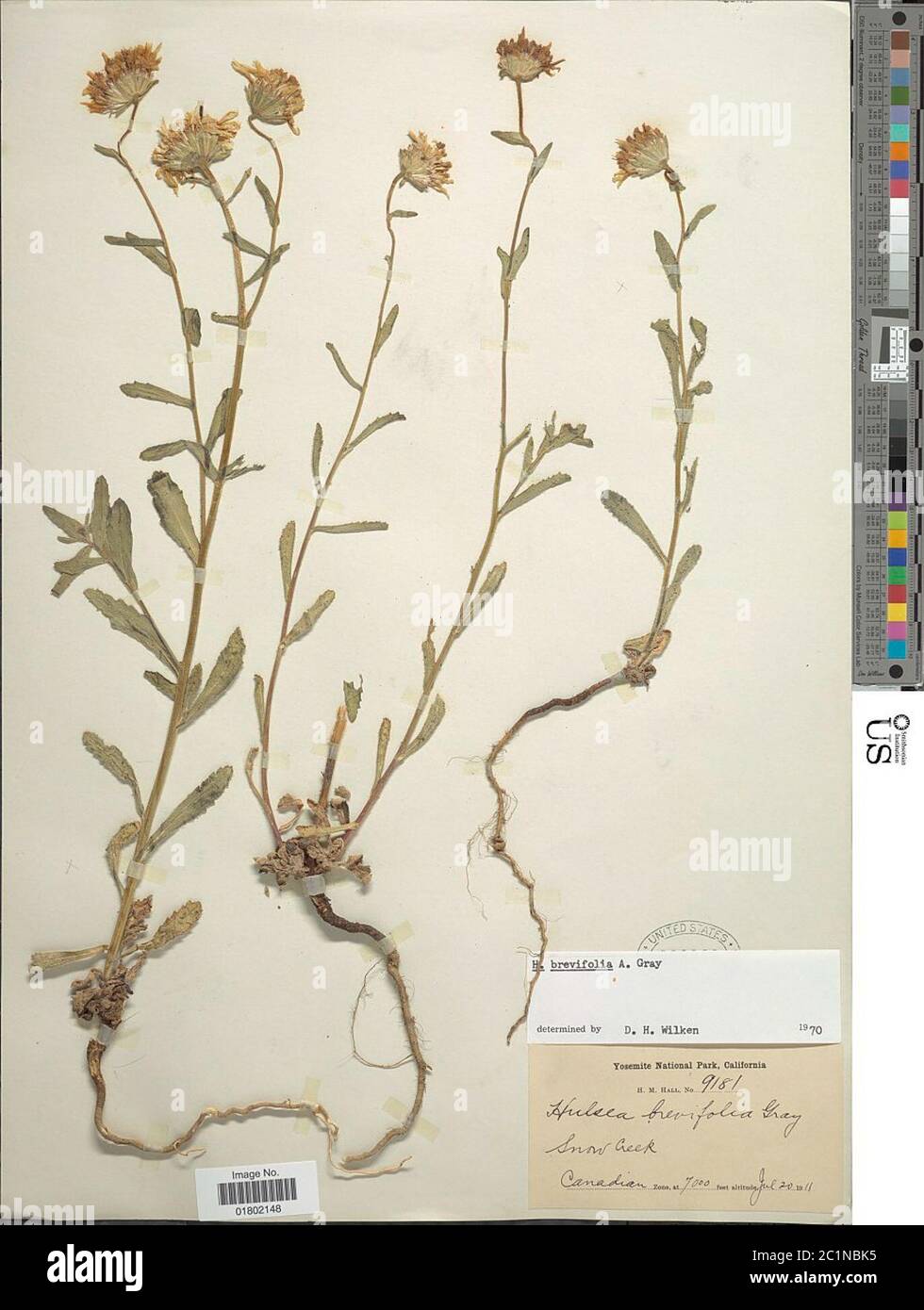 Hulsea brevifolia A Gray Hulsea brevifolia A Gray. Stock Photo