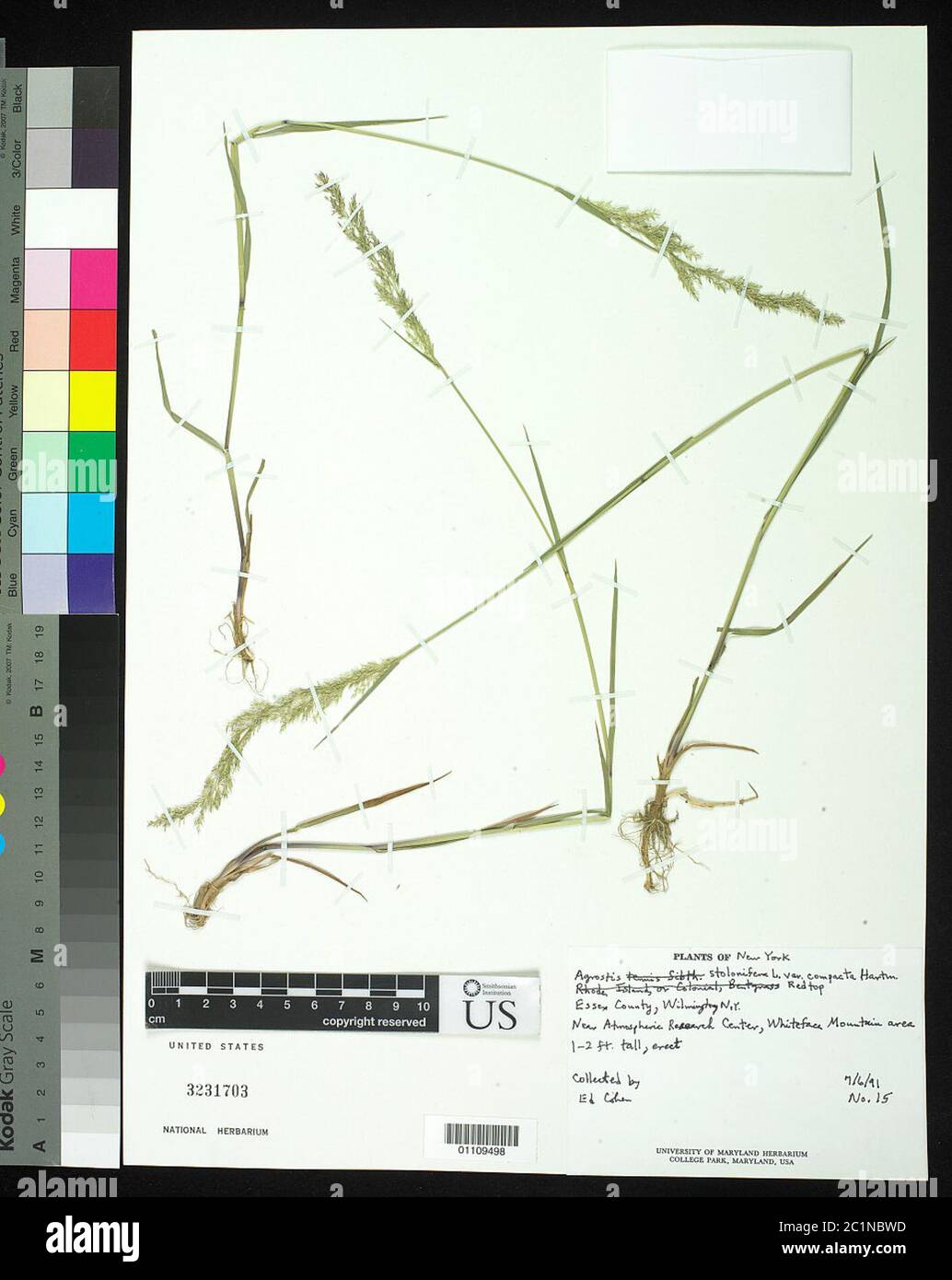 Agrostis stolonifera var compacta Hartm Agrostis stolonifera var compacta Hartm. Stock Photo
