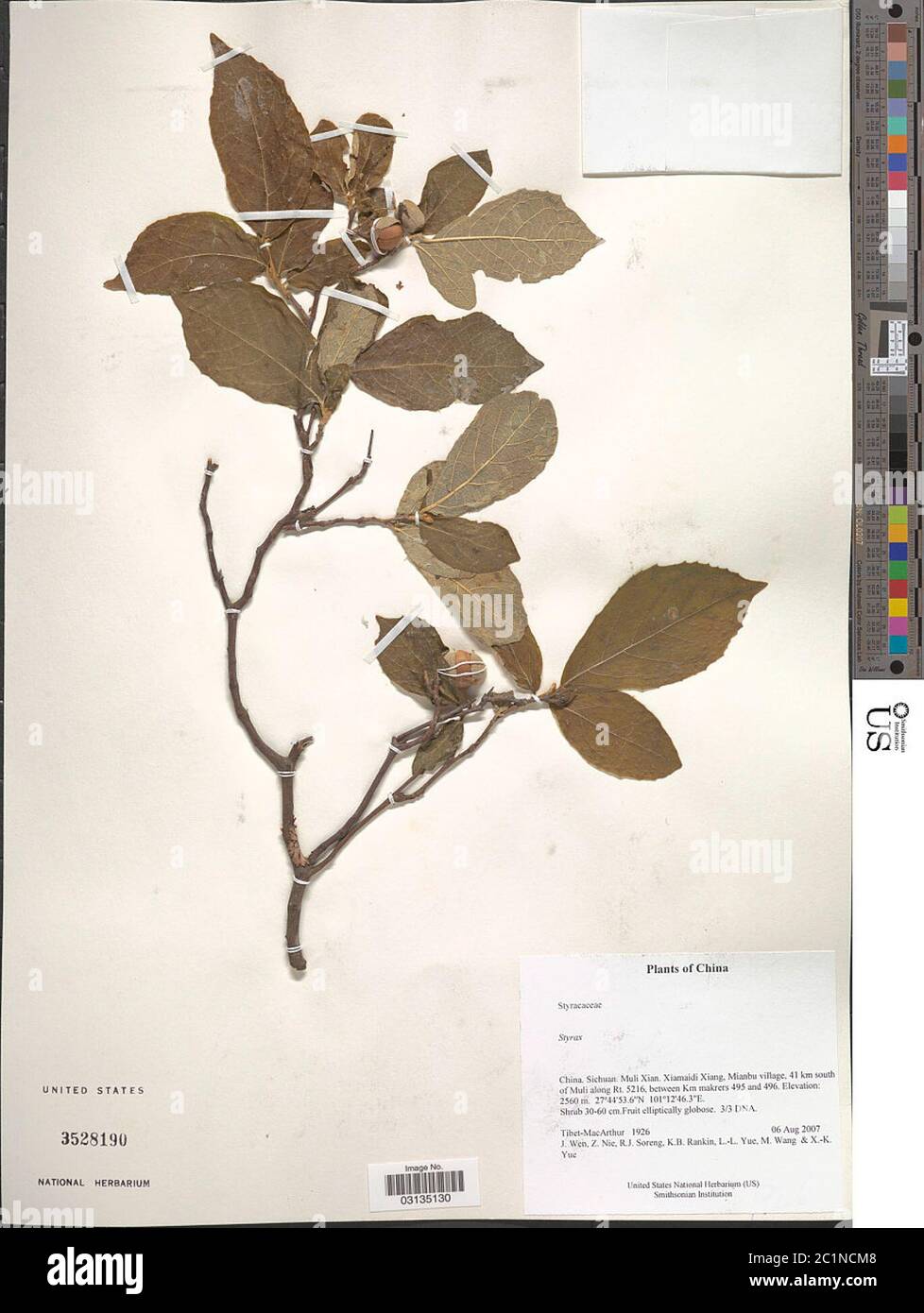 Styrax sp Styrax sp Stock Photo - Alamy