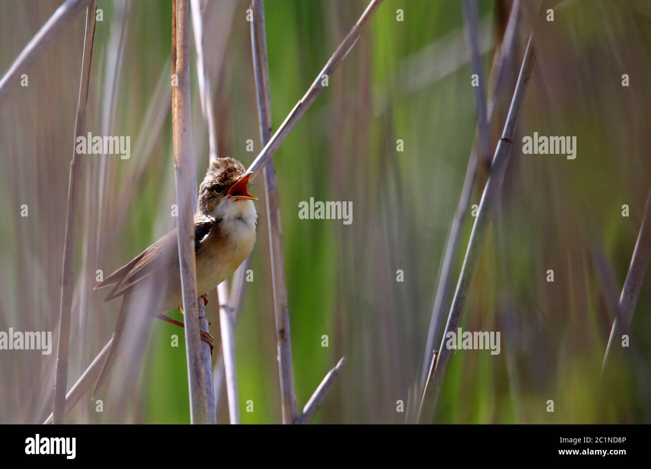 Pond warbler Acrocephalus scirpaceus from Federsee near Bad Buchau Stock Photo