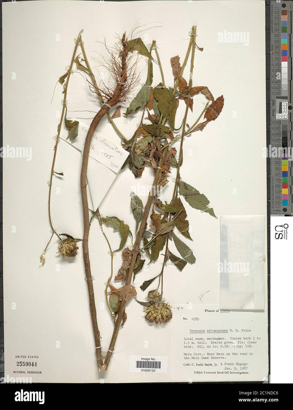 Centrapalus pauciflorus Willd H Rob Centrapalus pauciflorus Willd H Rob. Stock Photo