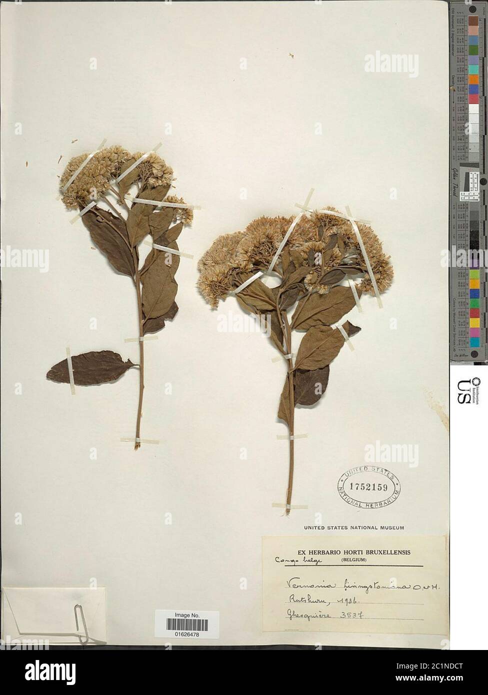 Gymnanthemum thomsonianum Oliv Hiern in Oliv H Rob Gymnanthemum thomsonianum Oliv Hiern in Oliv H Rob. Stock Photo