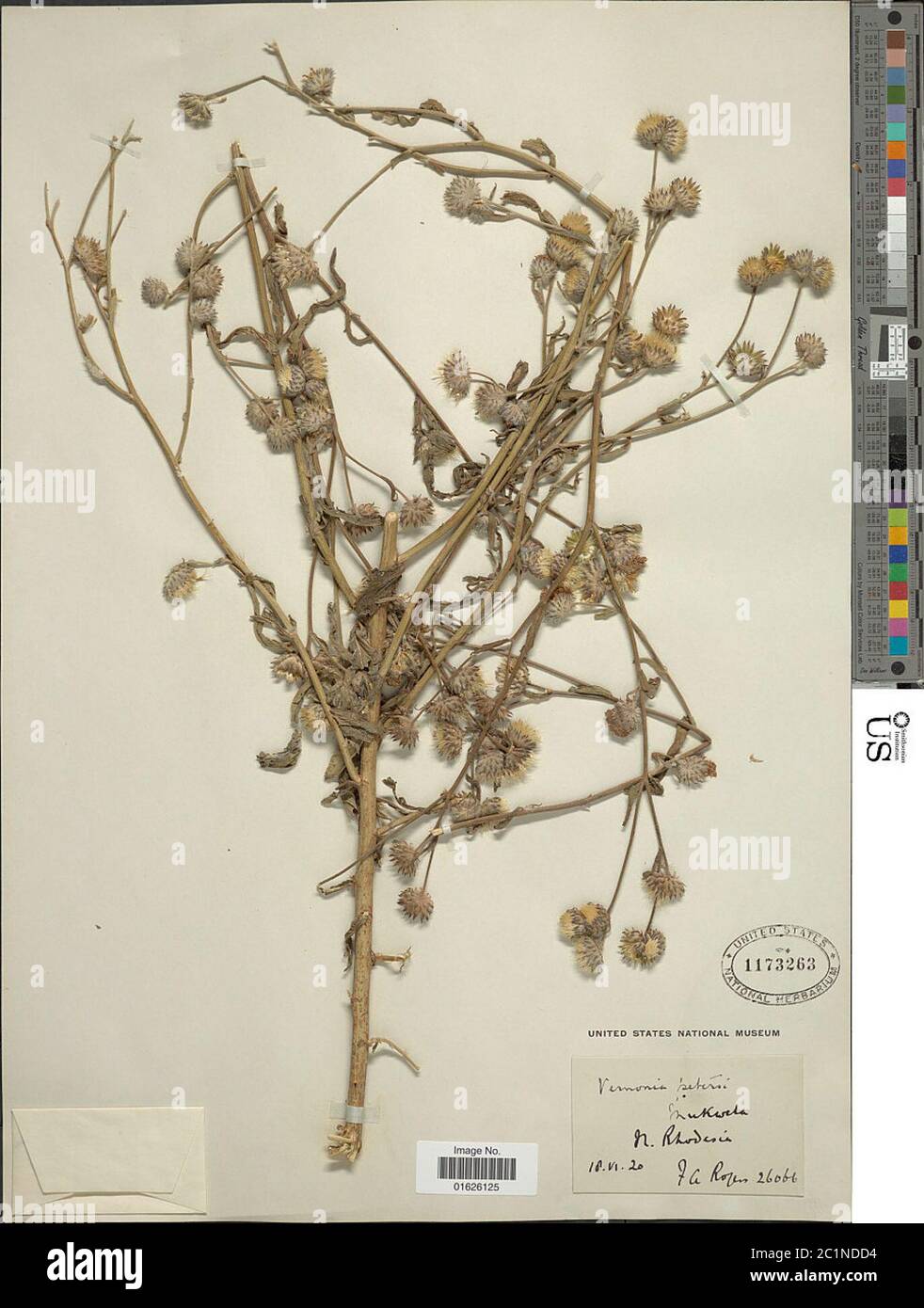 Vernoniastrum latifolium Steetz H Rob Vernoniastrum latifolium Steetz H Rob. Stock Photo