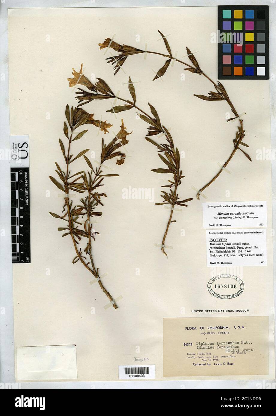 Mimulus bifidus subsp fasciculatus Pennell Mimulus bifidus subsp fasciculatus Pennell. Stock Photo