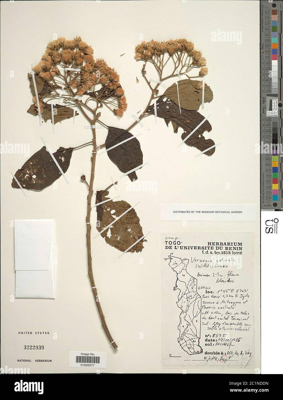 Gymnanthemum coloratum Willd H Rob B Kahn Gymnanthemum coloratum Willd H Rob B Kahn. Stock Photo