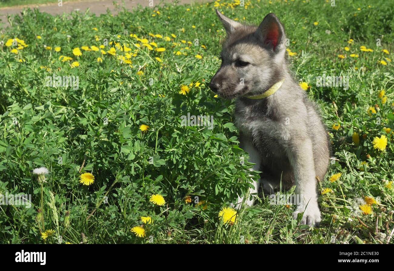 Beautiful amusing puppies of Saarloos wolfhound on green lawn in the park Stock Photo