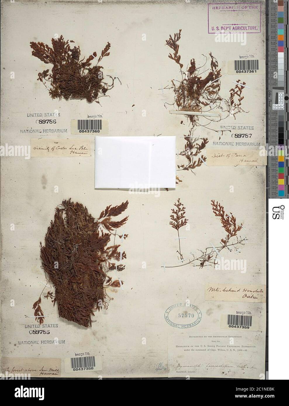 Hymenophyllum lanceolatum Hymenophyllum lanceolatum Stock Photo Alamy