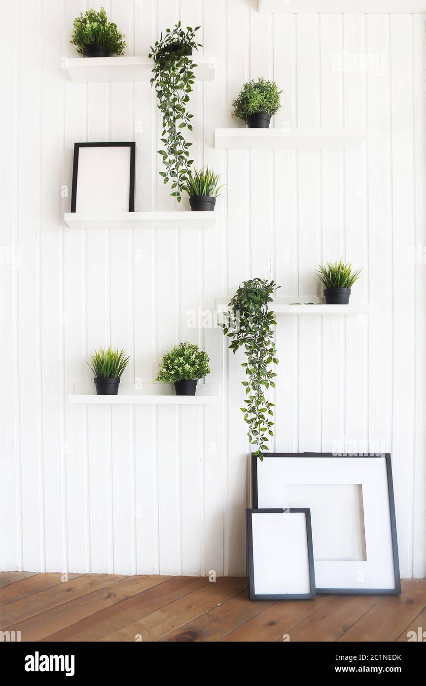 Green plants on white shelves on white wall Stock Photo - Alamy