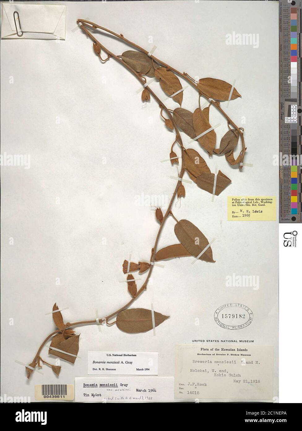 Bonamia menziesii A Gray Bonamia menziesii A Gray Stock Photo Alamy