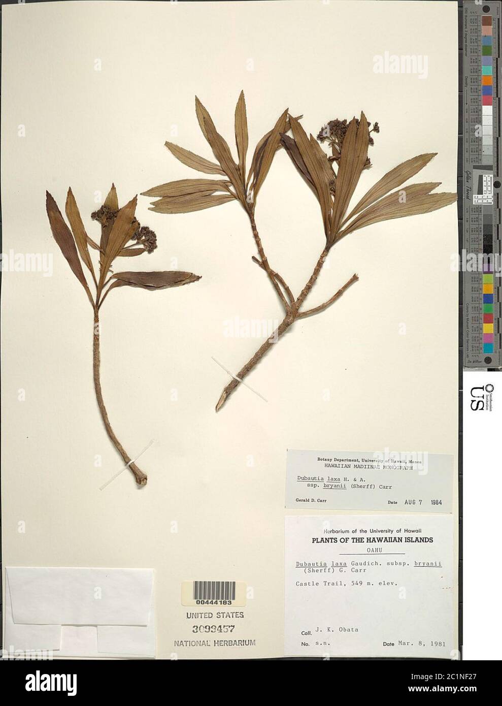 Dubautia laxa subsp bryanii Sherff GD Carr Dubautia laxa subsp bryanii Sherff GD Carr. Stock Photo