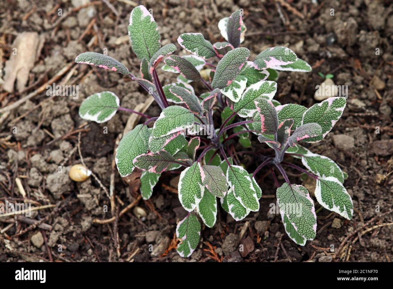 Tricoloured sage is beautiful and healthy Stock Photo