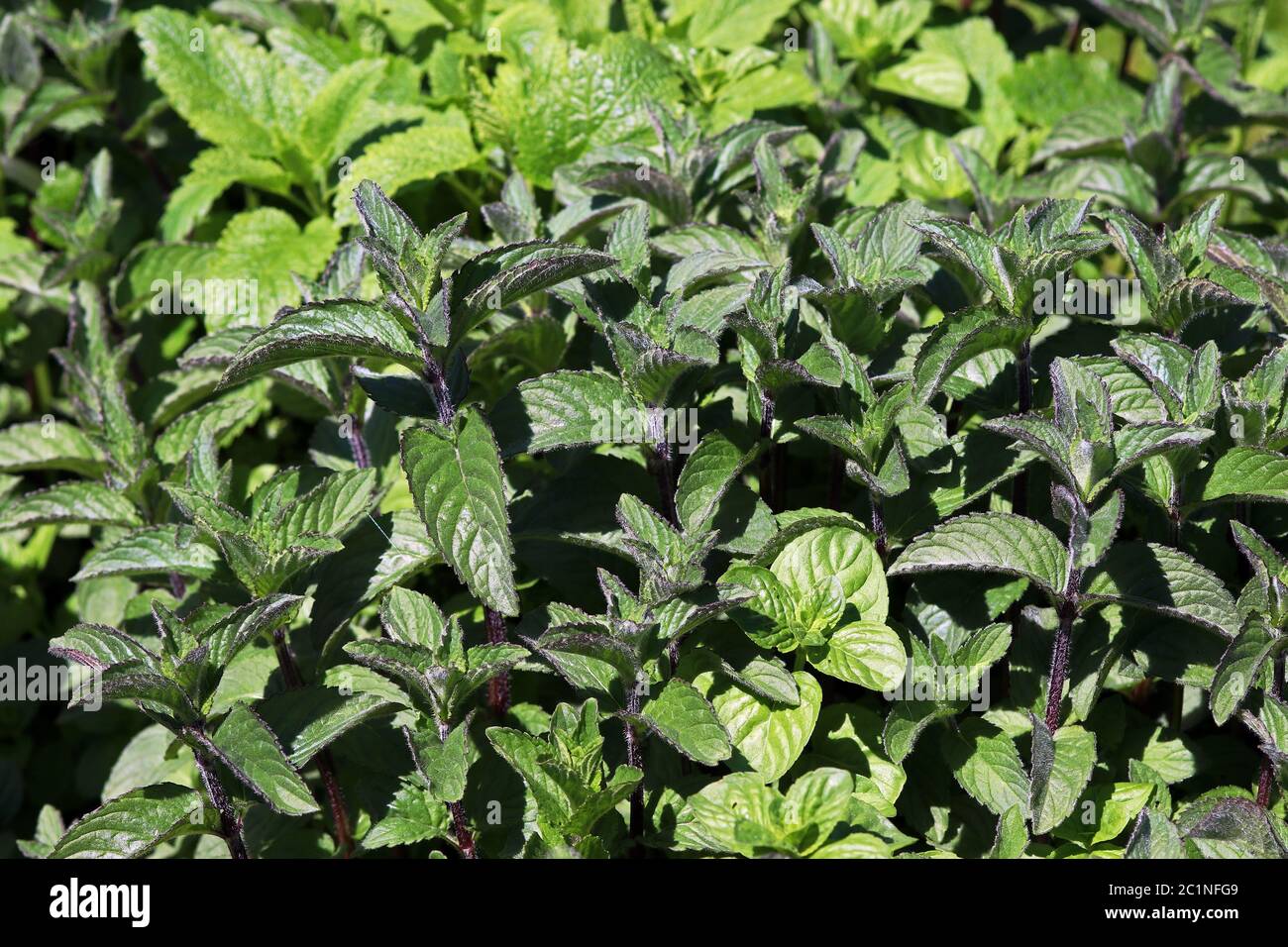 Different types of peppermint and melissa. Medicinal herbs in the herb garden Stock Photo
