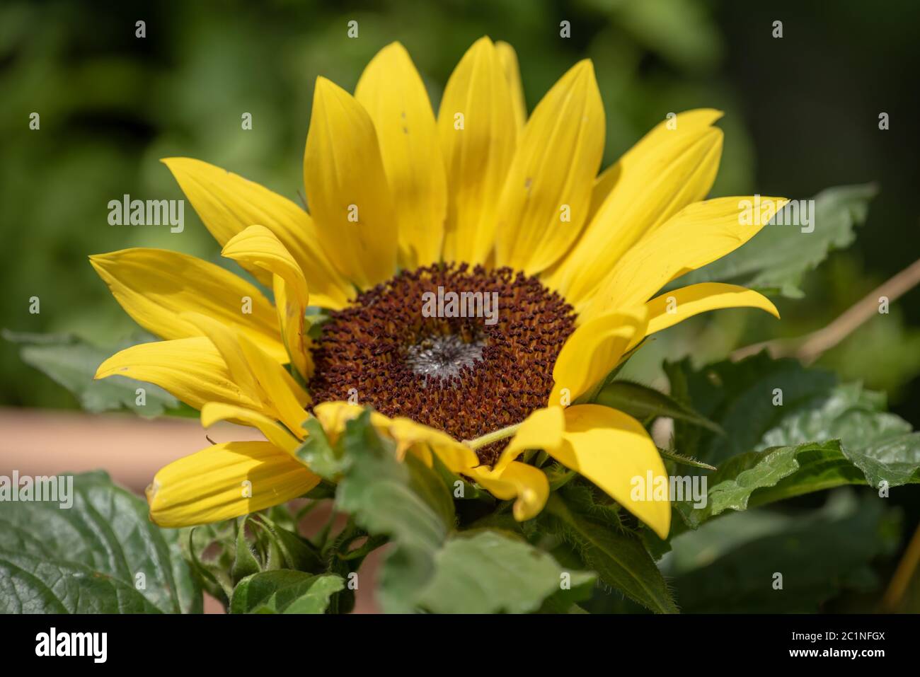 Sunflower bloom Stock Photo Alamy