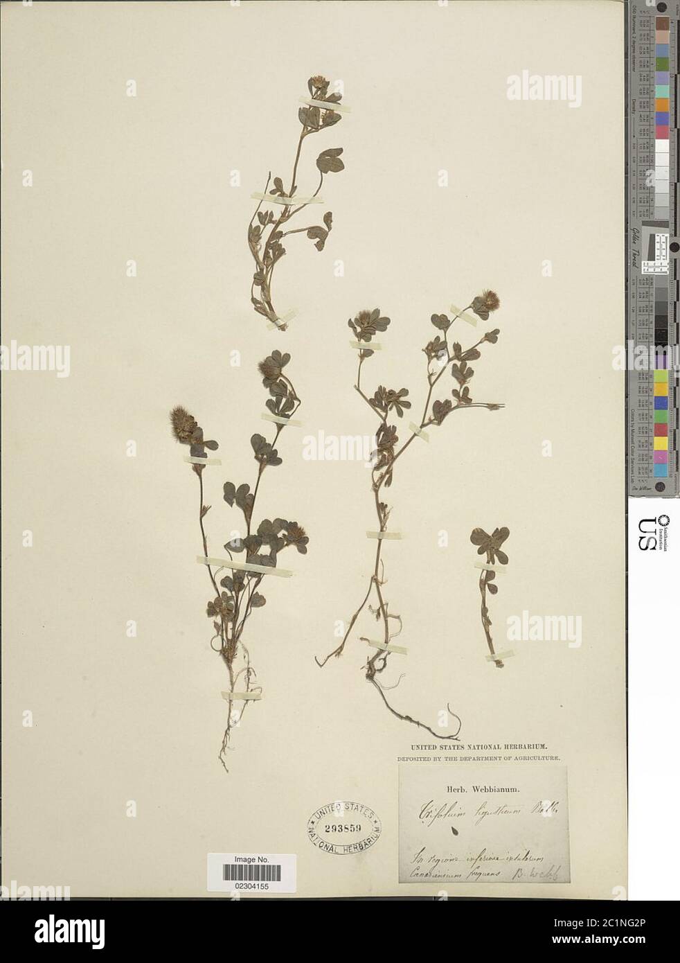 Trifolium ligusticum Loisel Trifolium ligusticum Loisel. Stock Photo