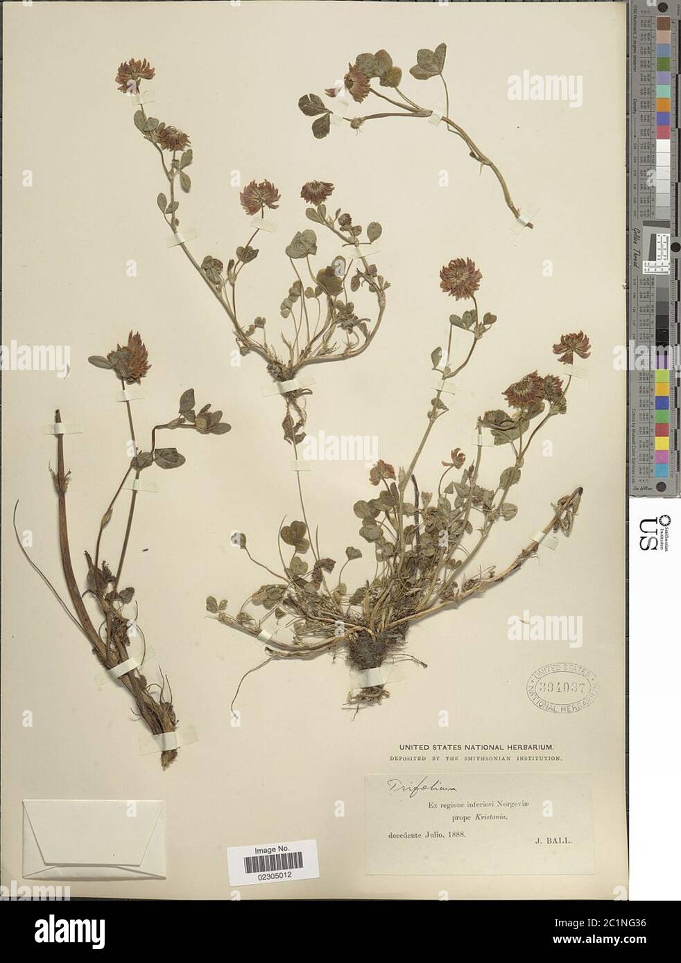 Trifolium sp Trifolium sp. Stock Photo