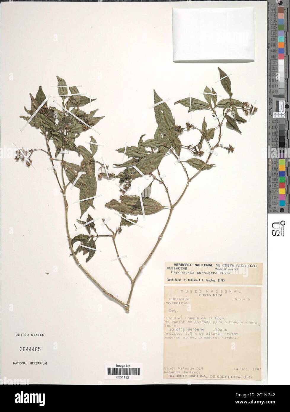 Psychotria cornifera Psychotria cornifera. Stock Photo