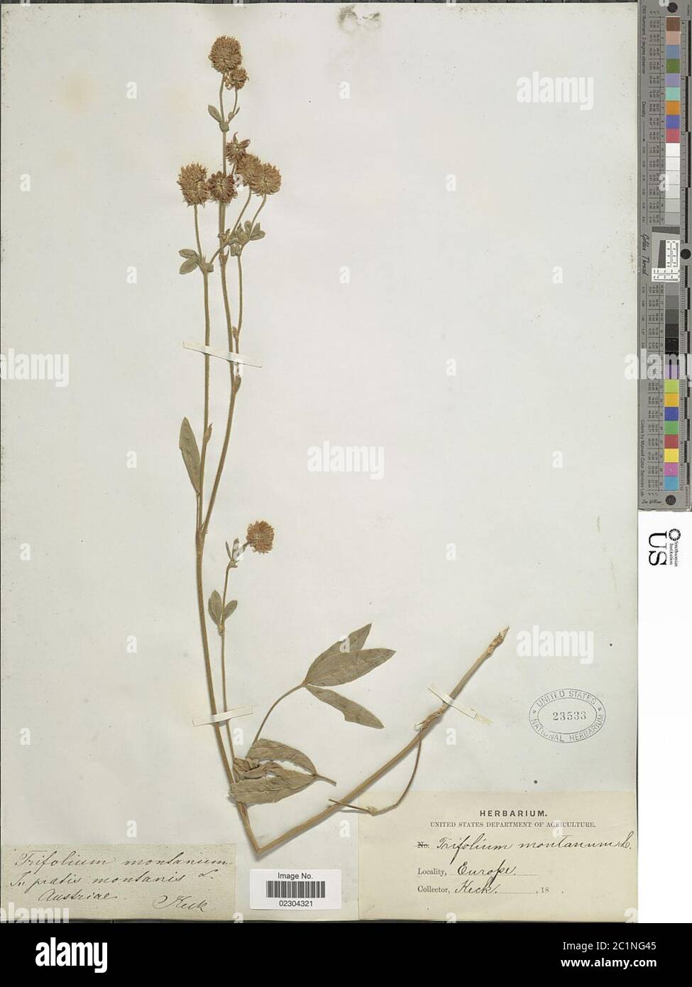 Trifolium montanum L Trifolium montanum L. Stock Photo