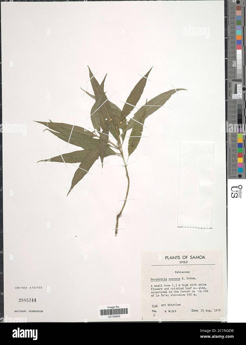 Psychotria samoana K Schum Psychotria samoana K Schum. Stock Photo