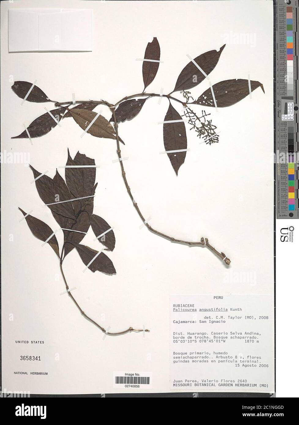 Palicourea angustifolia Kunth Palicourea angustifolia Kunth. Stock Photo