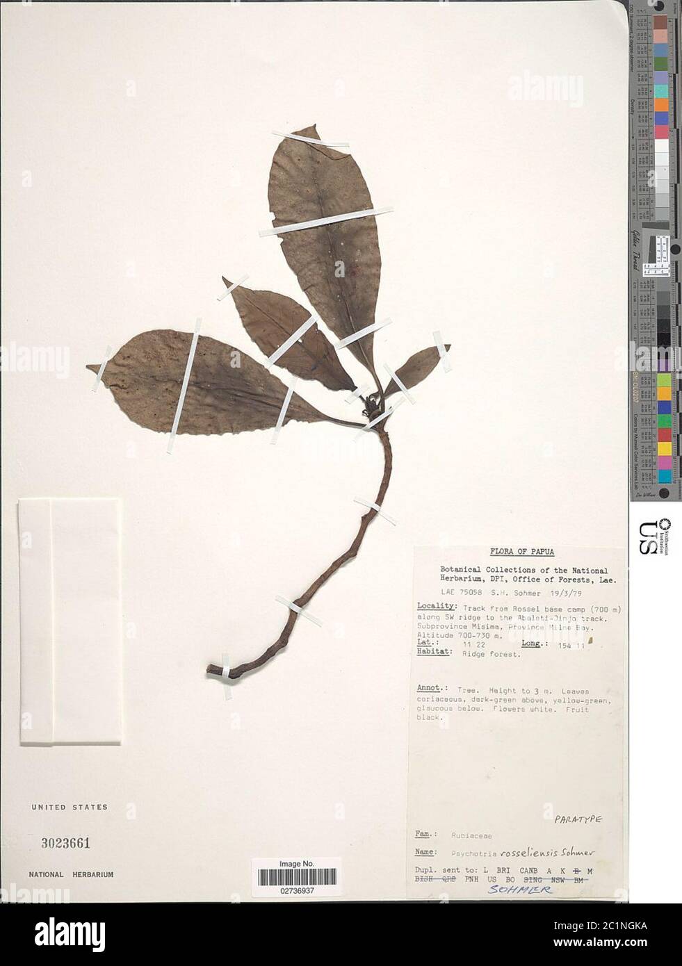 Psychotria rosseliensis Sohmer Psychotria rosseliensis Sohmer. Stock Photo