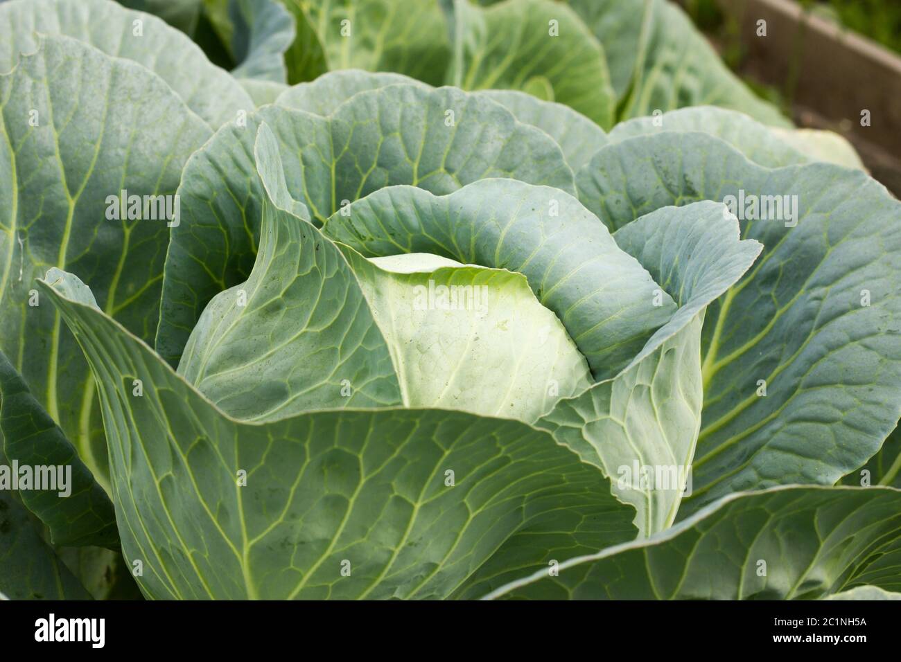 Big cabbage in the garden. Fresh green big cabbage organic vegetables
