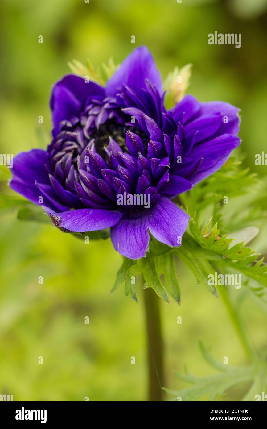 purple flower, beautiful purple flower among the greenery Stock Photo