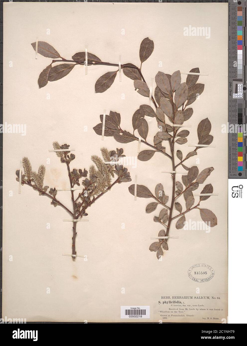 Salix phylicifolia L Salix phylicifolia L. Stock Photo