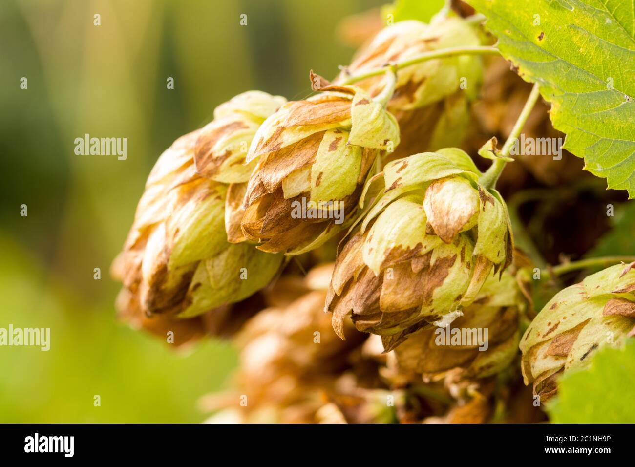Humulus lupulus, or climbing is found in the wild in the temperate zone of both hemispheres in damp Stock Photo